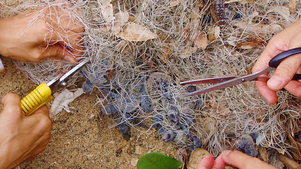 漁網に絡まる孵化した子亀