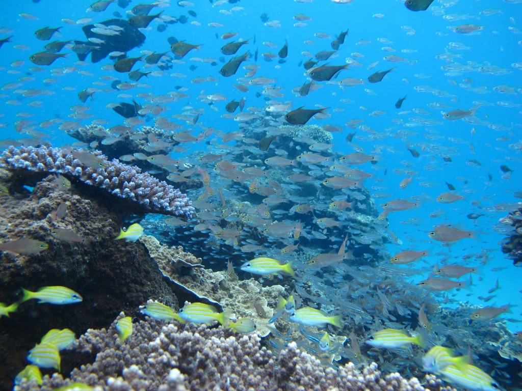 珊瑚礁と魚の群生