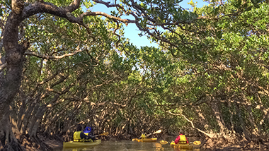 Really Feel the Sprawling Nature of Amami Oshima with the “Forest of the Black Current” Mangrove Park Canoe Tour!