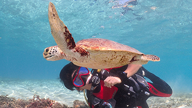 ‘Diving Shop Neverland’—the sea turtle snorkeling experience is wildly popular!