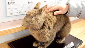 見て、触れて、五感で学べる！奄美の自然を知る施設「奄美野生生物保護センター」
