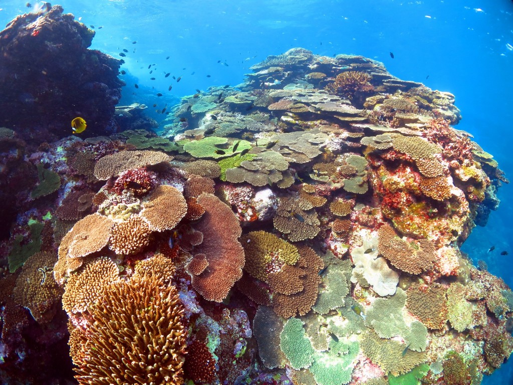 大きな珊瑚礁、奄美