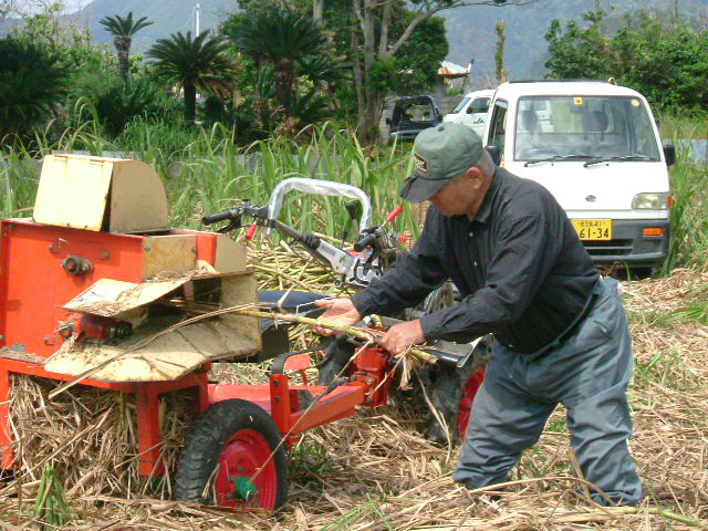 サトウキビを収穫する男性