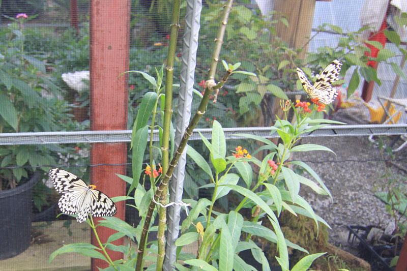 奄美ビッグツーのFull Fula Garden（フルフラガーデン）の蝶ハウス