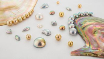 海と貝と人とのコラボレーション。奄美の人々が100年以上にわたり守り続けた輝く真珠「マベパール」