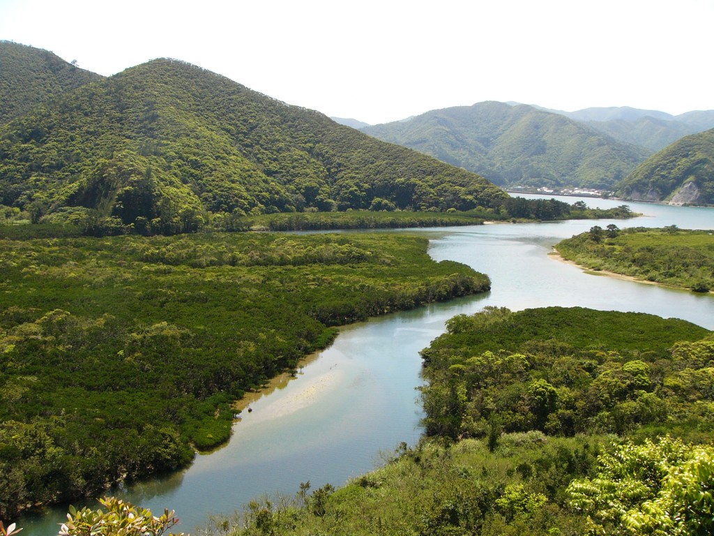 日本で2番目の面積を有するマングローブ原生林
