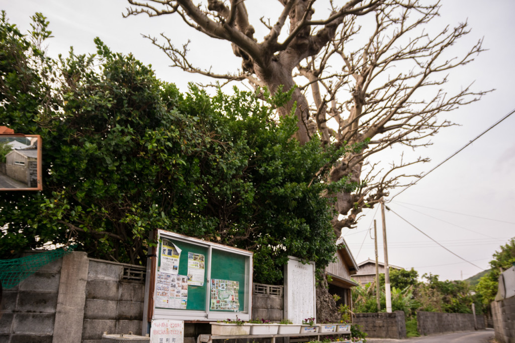 奄美、佐仁集落のデイゴの樹