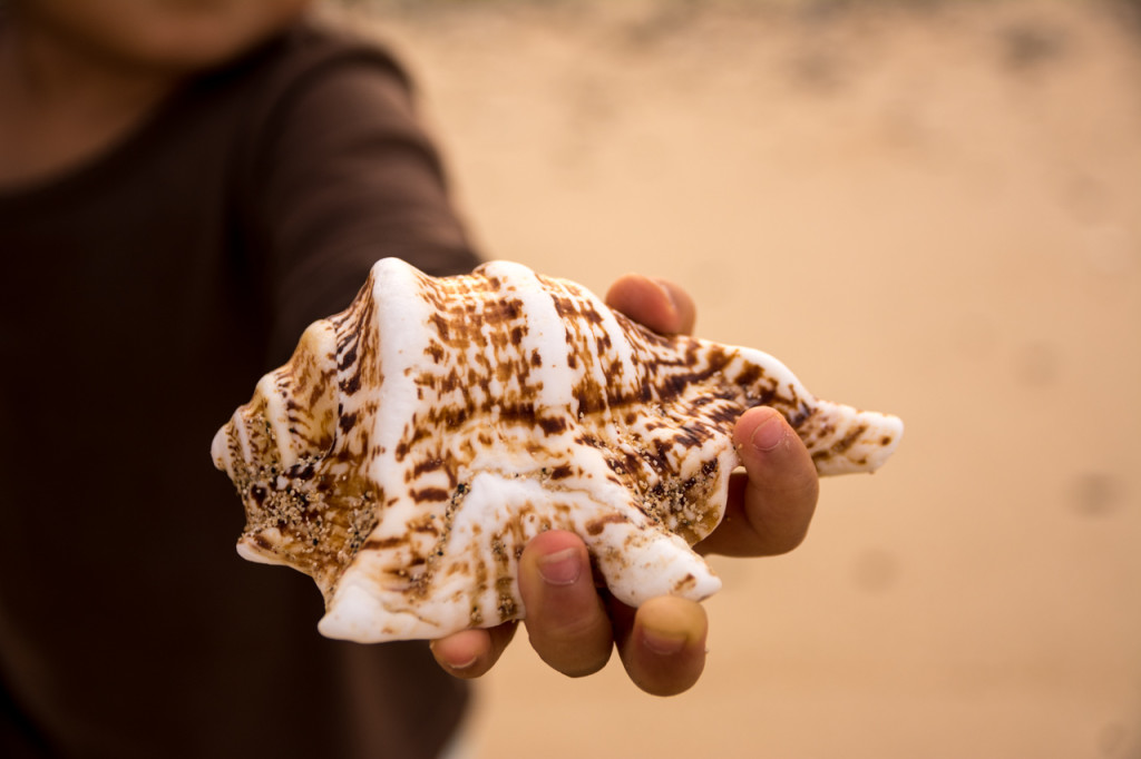 奄美、佐仁集落近くの海で拾った大きな貝殻