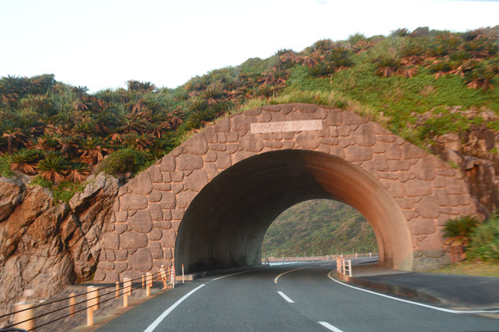 龍郷町円集落のカガンバナトンネル