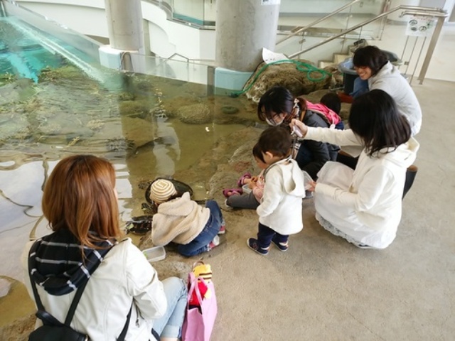 奄美海洋展示館、大人気のウミガメのえさやり