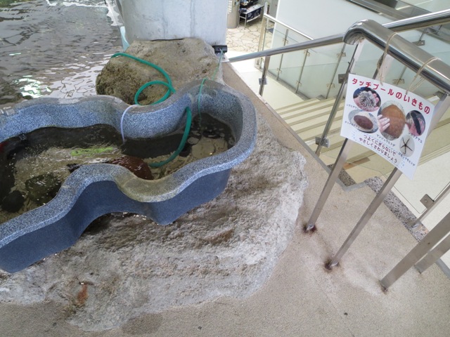 奄美海洋展示館、ナマコやヒトデなどの生物を直接触れるコーナー