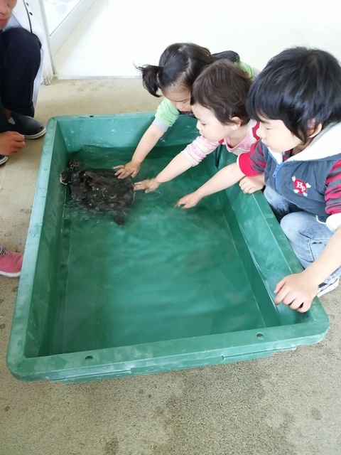 奄美海洋展示館、ウミガメの子どもとのふれあい