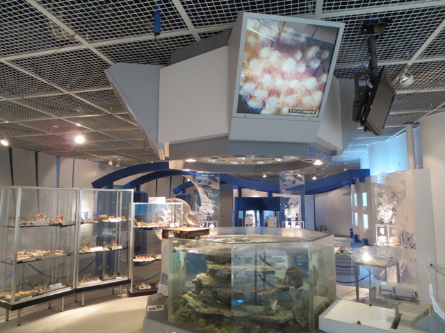 奄美海洋展示館の１階展示室