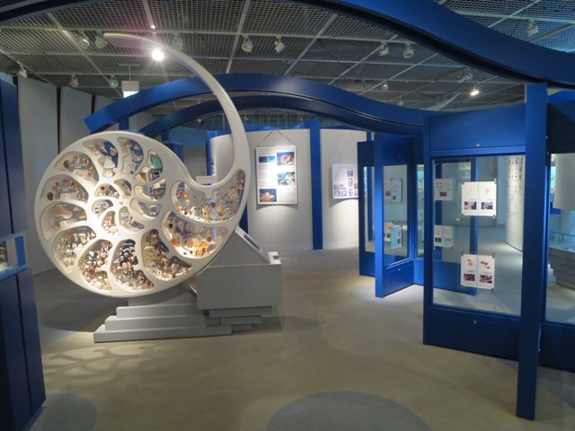 奄美海洋展示館の貝殻の展示方法がユニーク