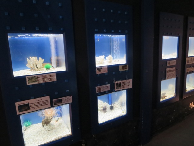 奄美海洋展示館の海藻やエビなどの展示も