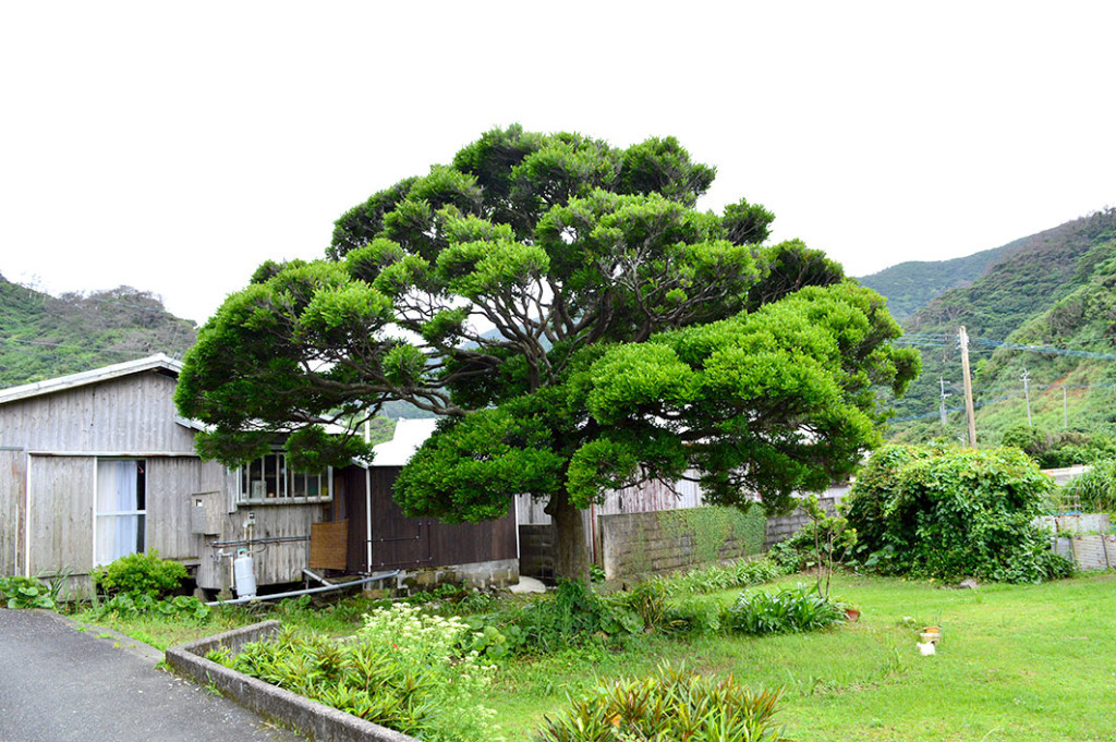 龍郷町円集落内にある樹齢200年のコクタンの木