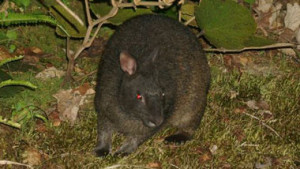 奄美の森で、いきものナイトウォッチング～アマミノクロウサギ、ヤマシギ