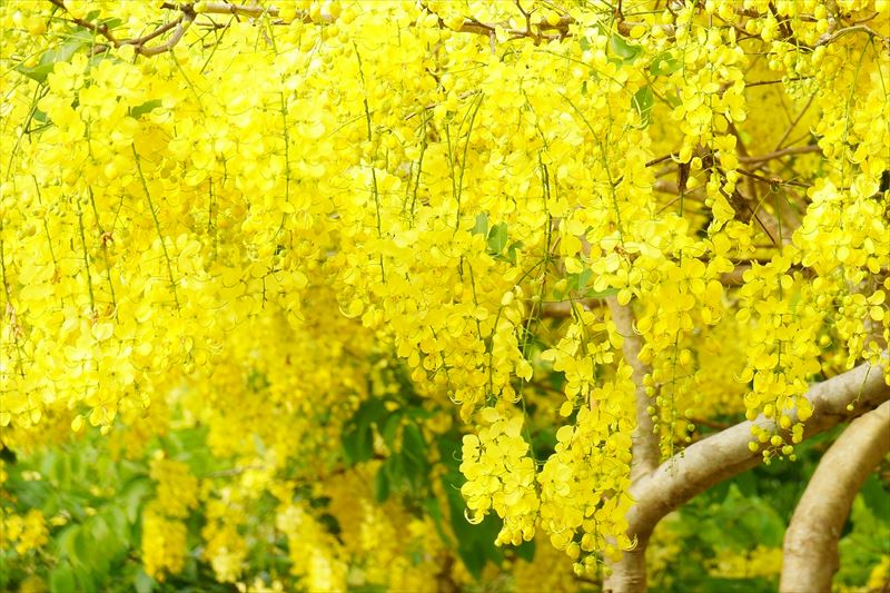 奄美、黄色い花が美しいゴールデンシャワー