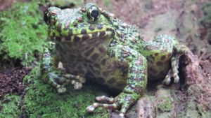 The Flora & Fauna in the Amami Nature Observation Forest (Spring, Summer Ver.)