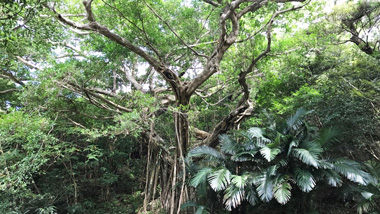 奄美大島で島唄ゆかりの地と信仰の地を歩く　～芦花部集落めぐり～