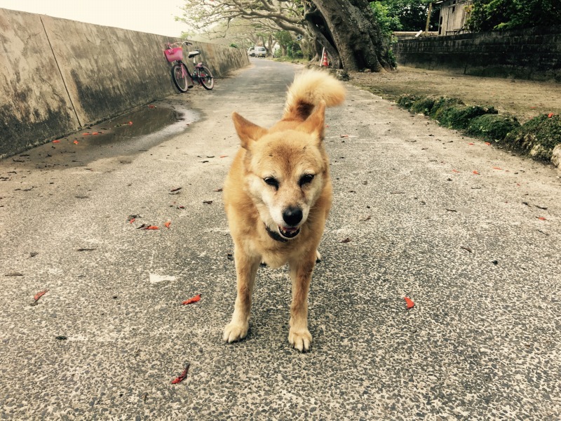 加計呂麻島諸鈍、散歩中の犬