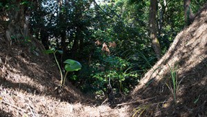 奄美の山に残された謎の山城「赤木名城跡」