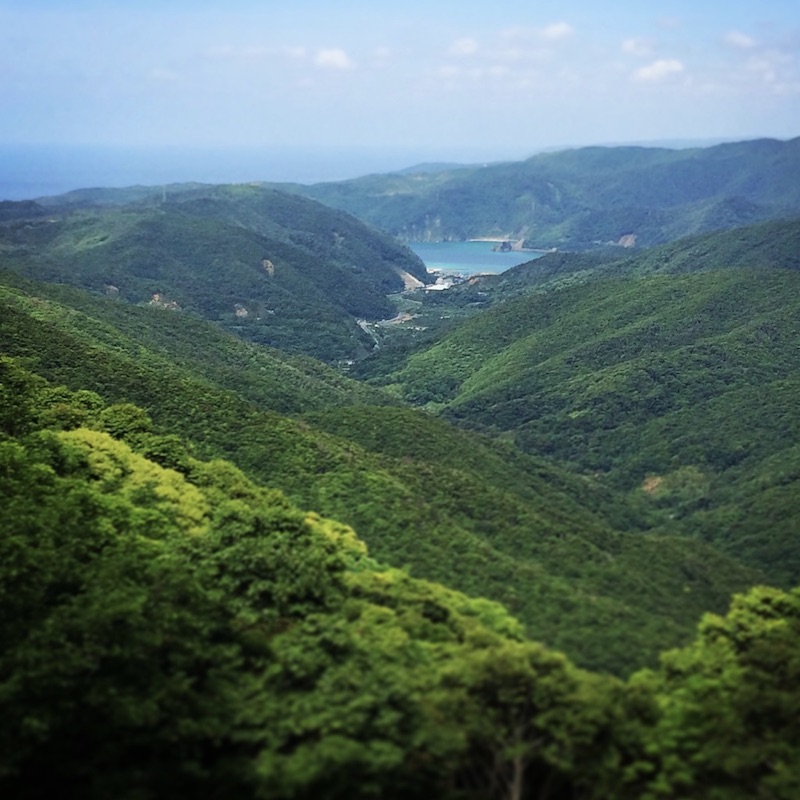 奄美大島の緑深い森林