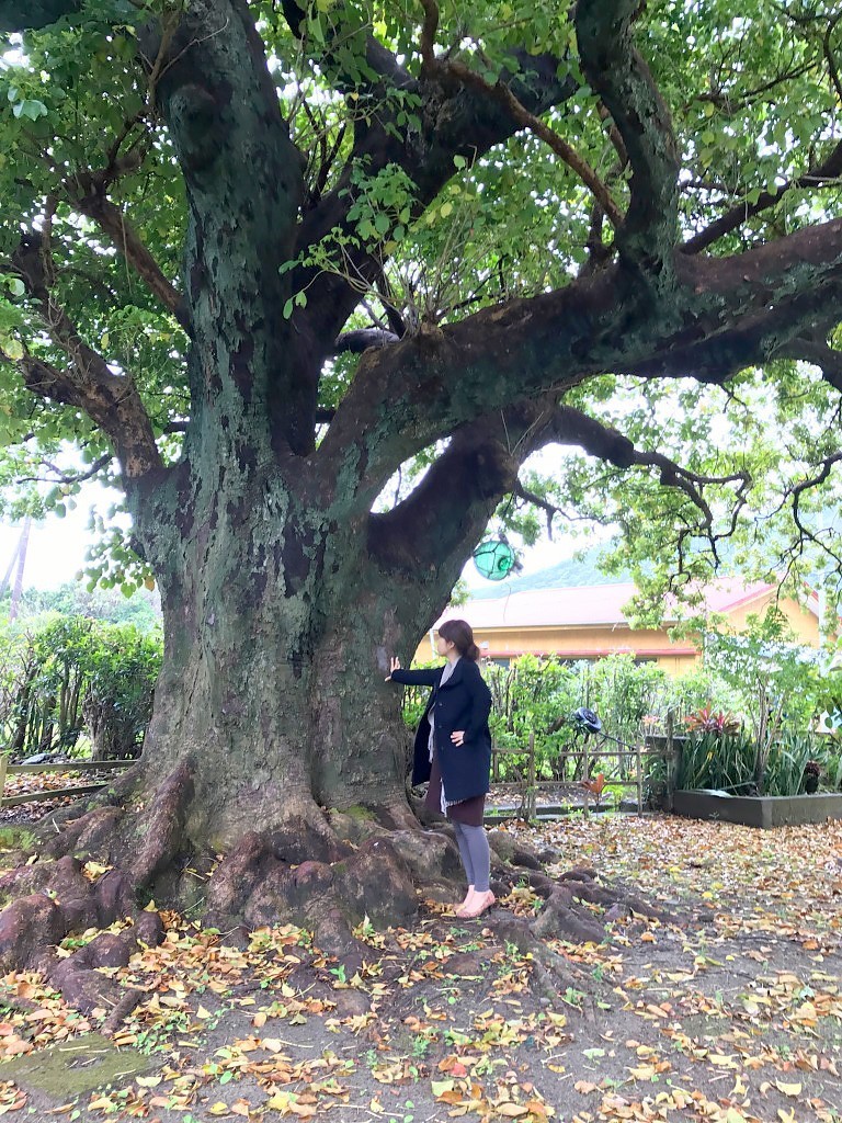 瀬戸内町嘉徳むんゆすい館の大きな木