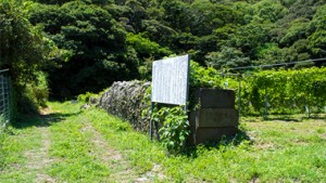 西郷隆盛ゆかりの地をめぐる奄美大島の旅Vol.3〜西郷南洲第二の潜居地〜