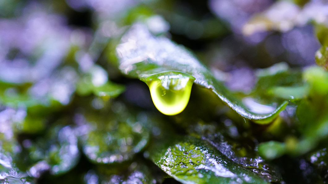 葉から滴り落ちそうな雫