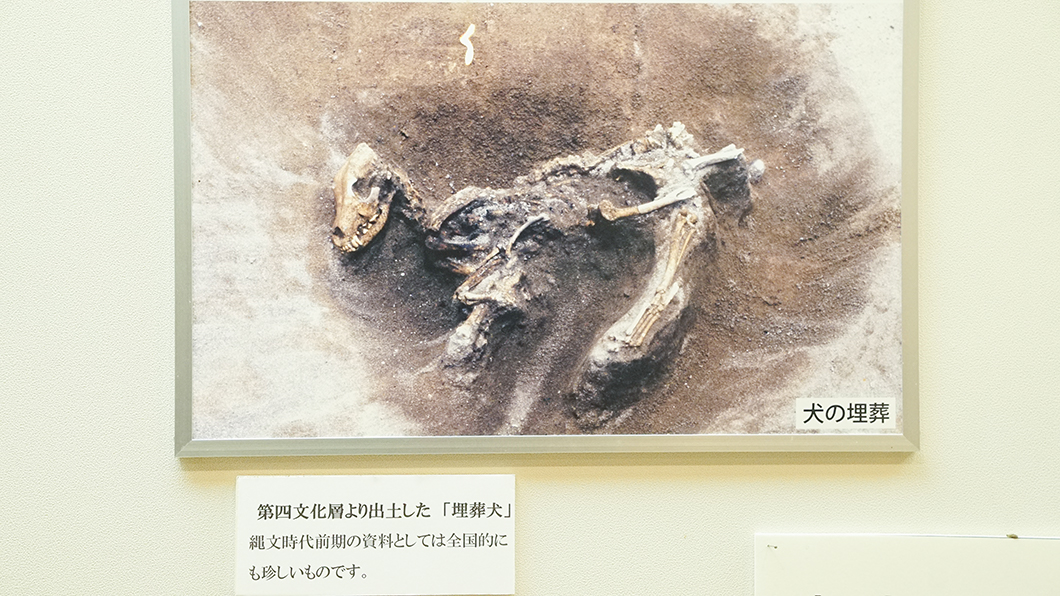 奄美大島の遺跡で発見された埋葬犬