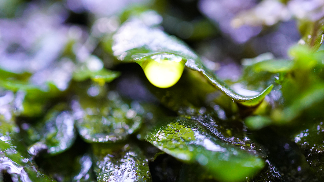 葉についている雫