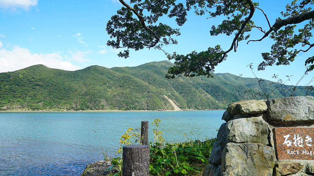 奄美市住用のガジュマルと海