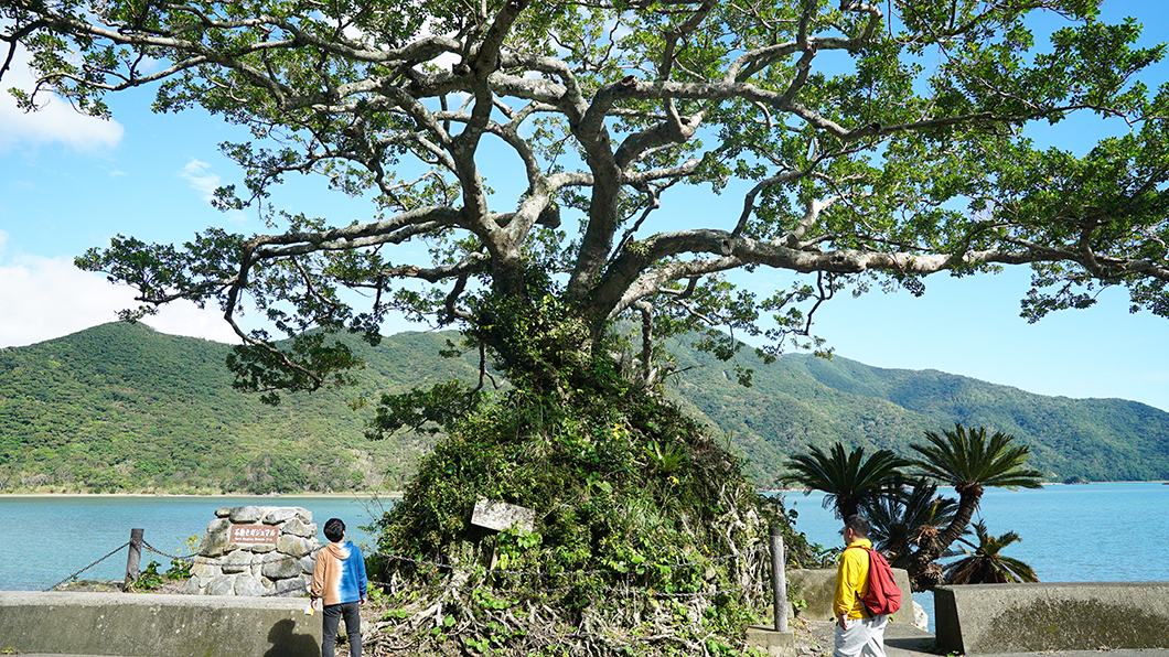 奄美市住用町の石抱きガジュマル