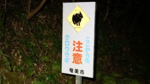奄美大島の自然を守れ！アマミノクロウサギ交通事故防止キャンペーン