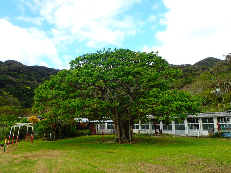 瀬戸内町の須子茂小学校のでいごの木