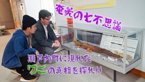 【奄美の七不思議その3】奄美大島瀬戸内町に漂着したワニの謎に迫る！