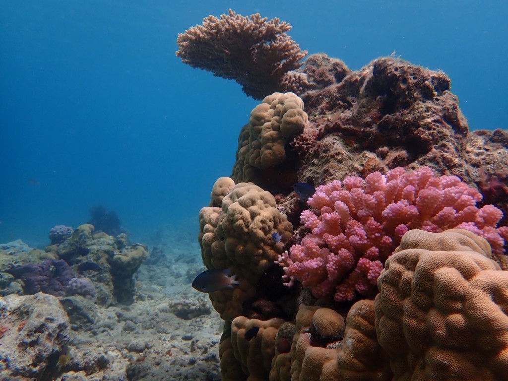 奄美大島のサンゴ礁