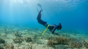 そうだ！奄美大島でスノーケリング体験をしよう！！