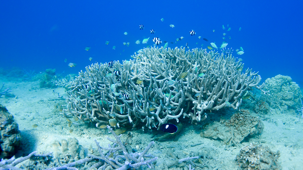 奄美大島スノーケリング：珊瑚礁