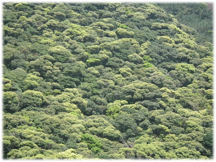 奄美大島の森
