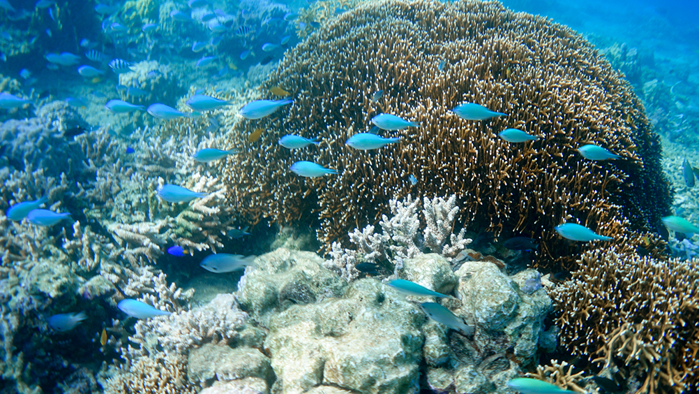 奄美スノーケリングの珊瑚礁（アクアダイブコホロ）