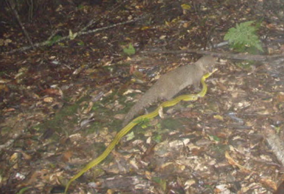 A Small Indian mongoose eating the Ryukyu green snake, a native species