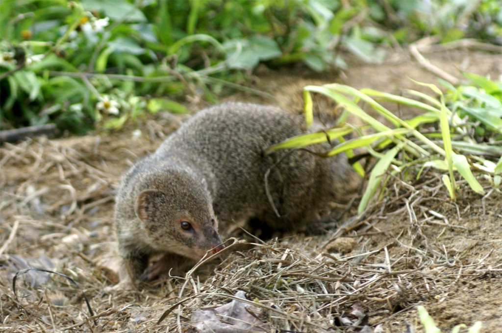 The Small Indian mongoose, invasive species
