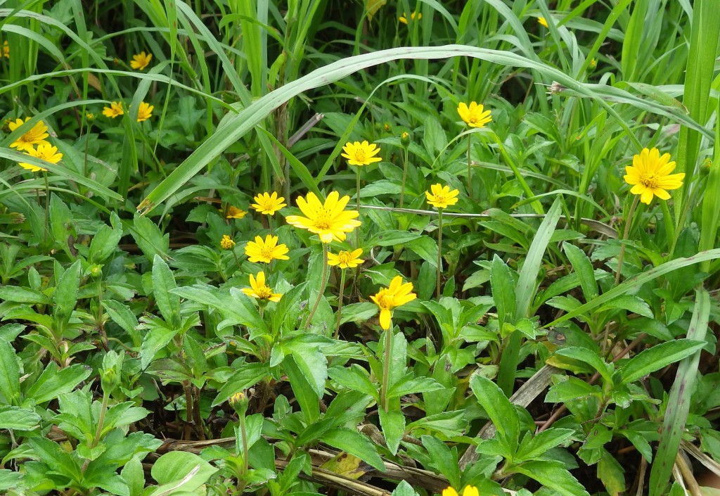 The creeping-oxeye plant that displaces native plants