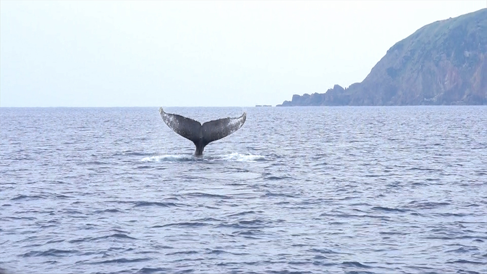 奄美大島　ホエールウォッチング　コホロ　クジラ　amami 