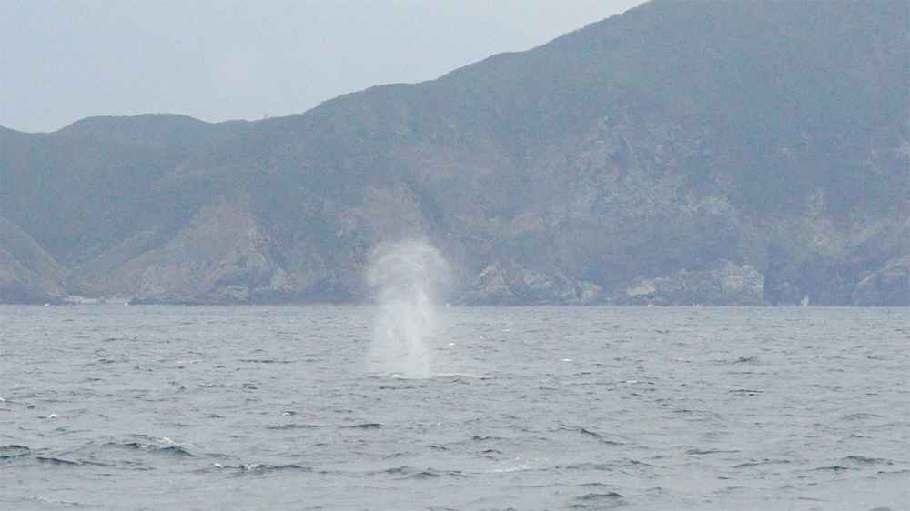 奄美で見られるクジラの潮吹きブロー