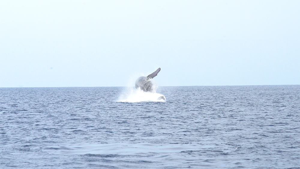 背中から海へダイブ・ブリーチするクジラ