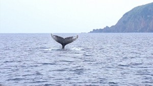そうだ！奄美大島でホエールウォッチングを体験しよう！！