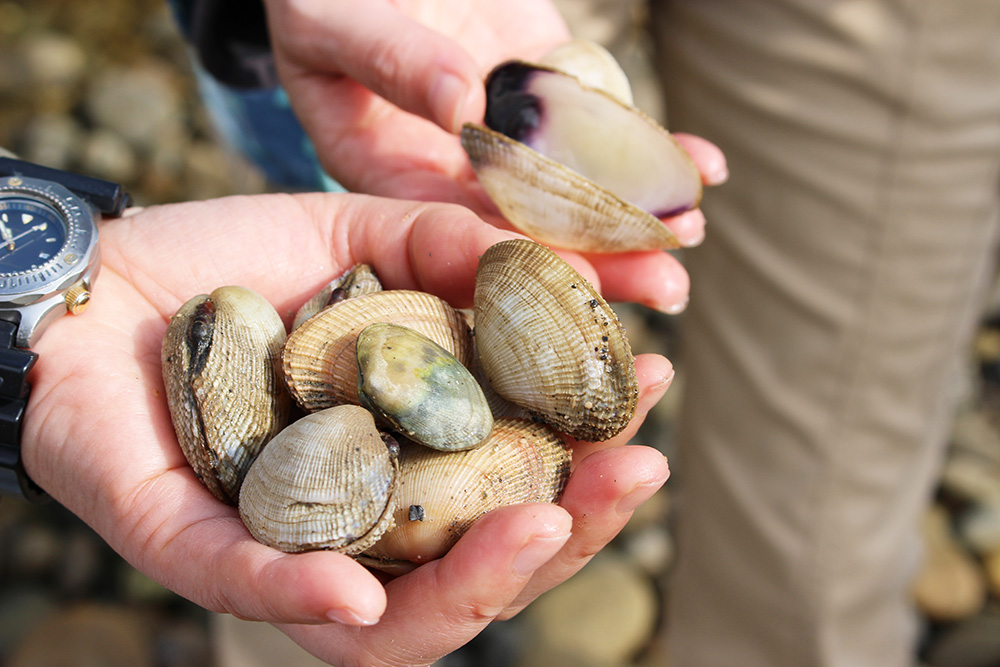 ターバマの潮干狩りで採れた貝のアラスジケマンガイ